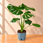 Monstera Deliciosa