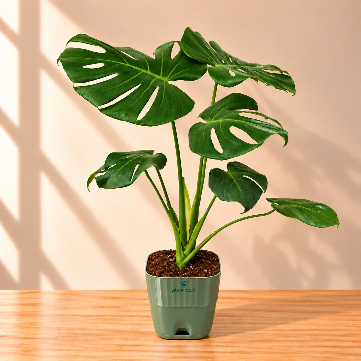 Monstera Deliciosa