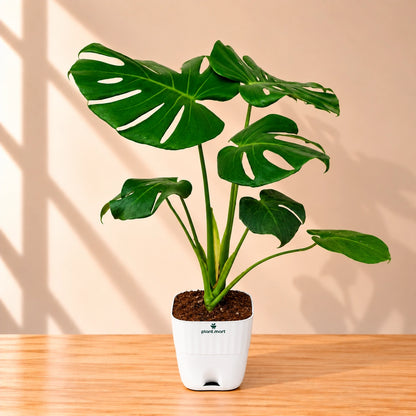 Monstera Deliciosa