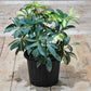 Schefflera Variegated Plant – Umbrella Plant for Indoor & Outdoor Décor in Pakistan