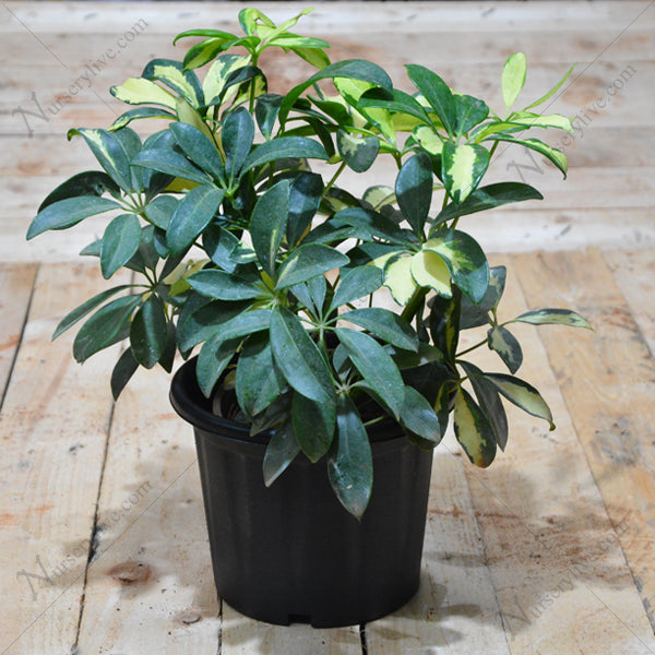 Schefflera Variegated Plant – Umbrella Plant for Indoor & Outdoor Décor in Pakistan