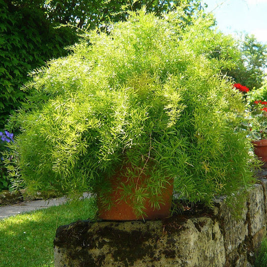 Asparagus Densiflorus - Plant - PlantMart.pk
