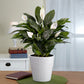 Peace Lily, Spathiphyllum Plant-XL