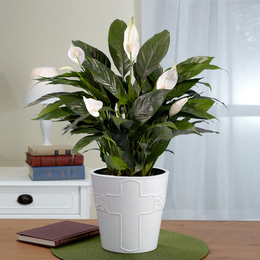Peace Lily, Spathiphyllum Plant-XL