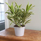 Pleomele, Song of India (Golden) - Plant