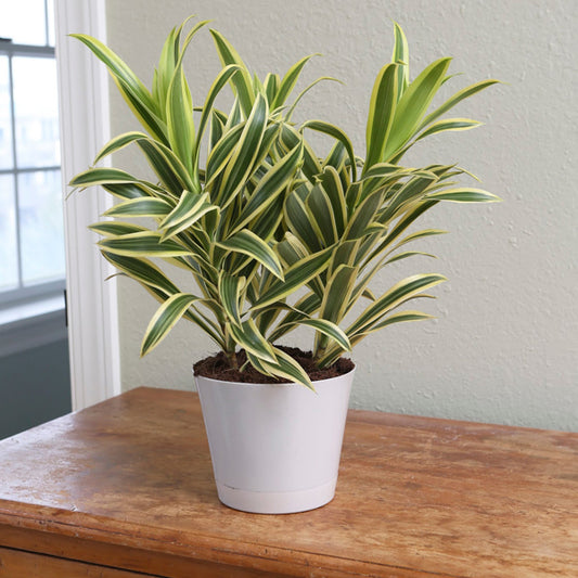 Pleomele, Song of India (Golden) - Plant