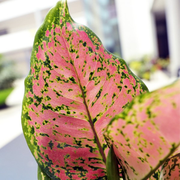Aglaonema Red Valentine– Vibrant Indoor Houseplant