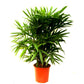 Raphis Palm, Lady Palm - Plant
