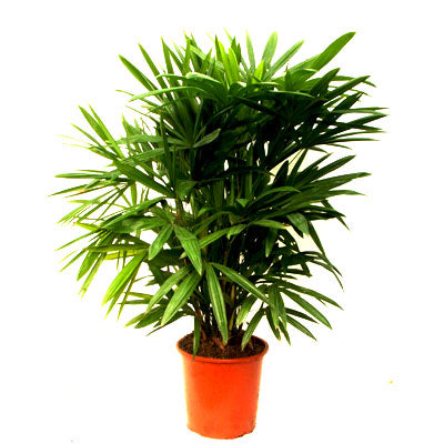 Raphis Palm, Lady Palm - Plant