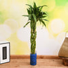 Buy lucky bamboo online