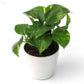 Buy Money Plant Green (Scindapsus Green) – Indoor Air Purifying Plant in Pakistan - PlantMart.pk