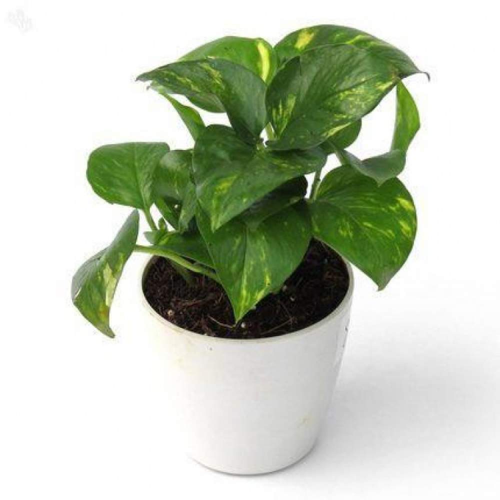 Buy Money Plant Green (Scindapsus Green) – Indoor Air Purifying Plant in Pakistan - PlantMart.pk