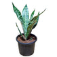 Snake Plant, Sansevieria trifasciata,Air Purifying Indoor Plant in Pot