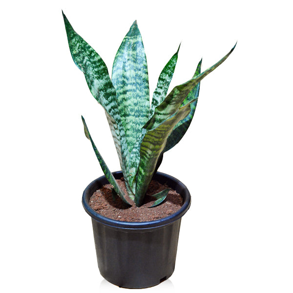 Snake Plant, Sansevieria trifasciata,Air Purifying Indoor Plant in Pot