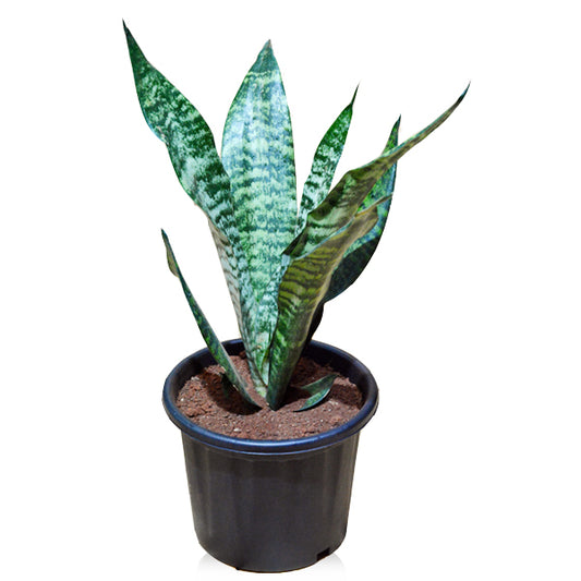 Snake Plant, Sansevieria trifasciata,Air Purifying Indoor Plant in Pot