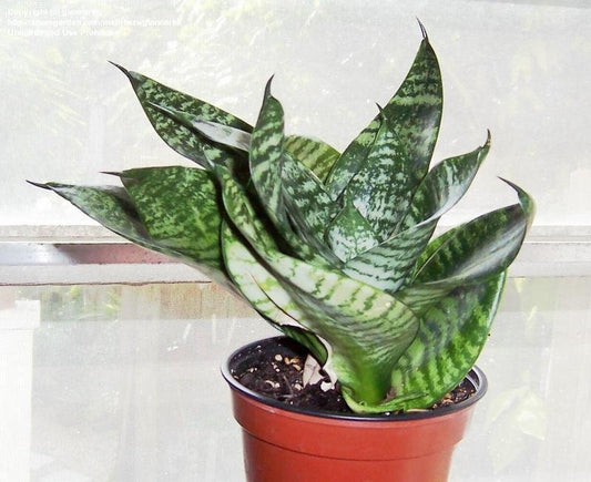 Sansevieria trifasciata Hahnii, Snake Plant