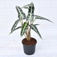 Alocasia Hybrid - Plant - PlantMart.pk