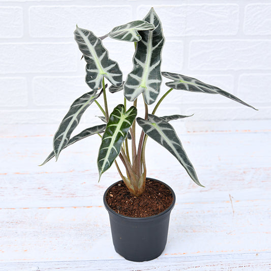 Alocasia Hybrid - Plant - PlantMart.pk