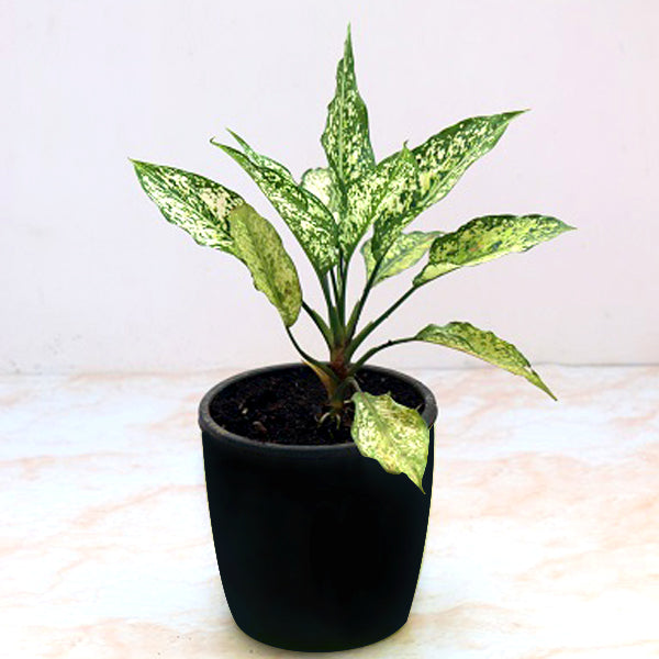 Buy Aglaonema costatum – Chinese Evergreen (Green) Plant in Pakistan
