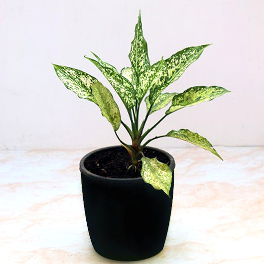 Buy Aglaonema costatum – Chinese Evergreen (Green) Plant in Pakistan