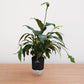 Potted plant with a black device on a wooden surface against a white background