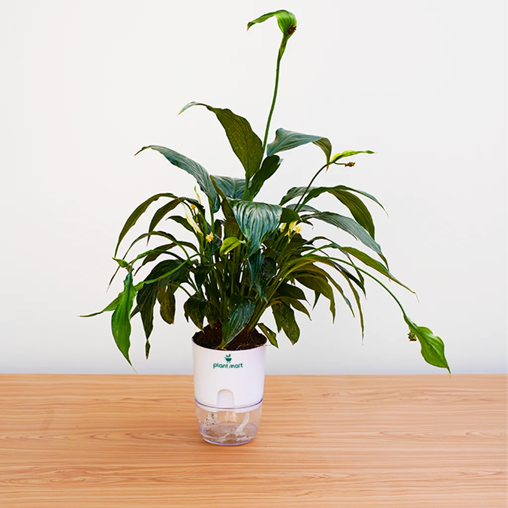 Potted plant with a visible brand label on a wooden surface and white background