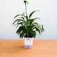 Potted plant on a wooden table with a white background