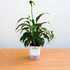 Potted plant on a wooden table with a white background