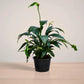peacelily_plantmart.pk