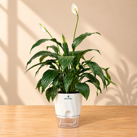 Peace Lily XL – Beautiful Indoor Flowering Plant