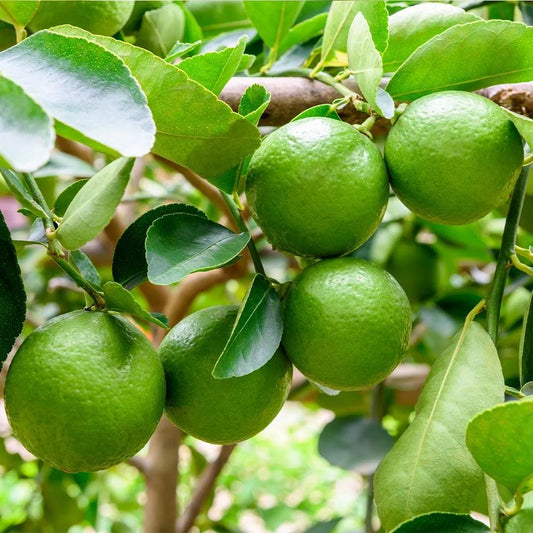 Persian Lime Plant | Seedless Lime Tree