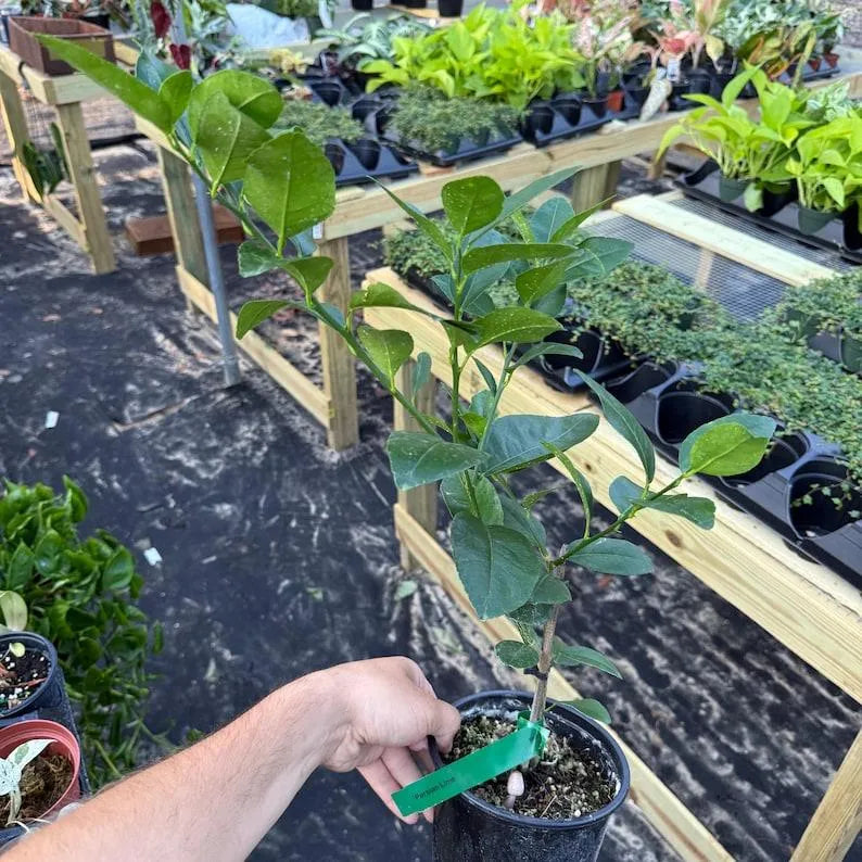 Persian Lime Plant | Seedless Lime Tree