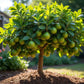 Persian Lime Plant | Seedless Lime Tree