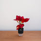 Red potted plant on a wooden surface with a white background