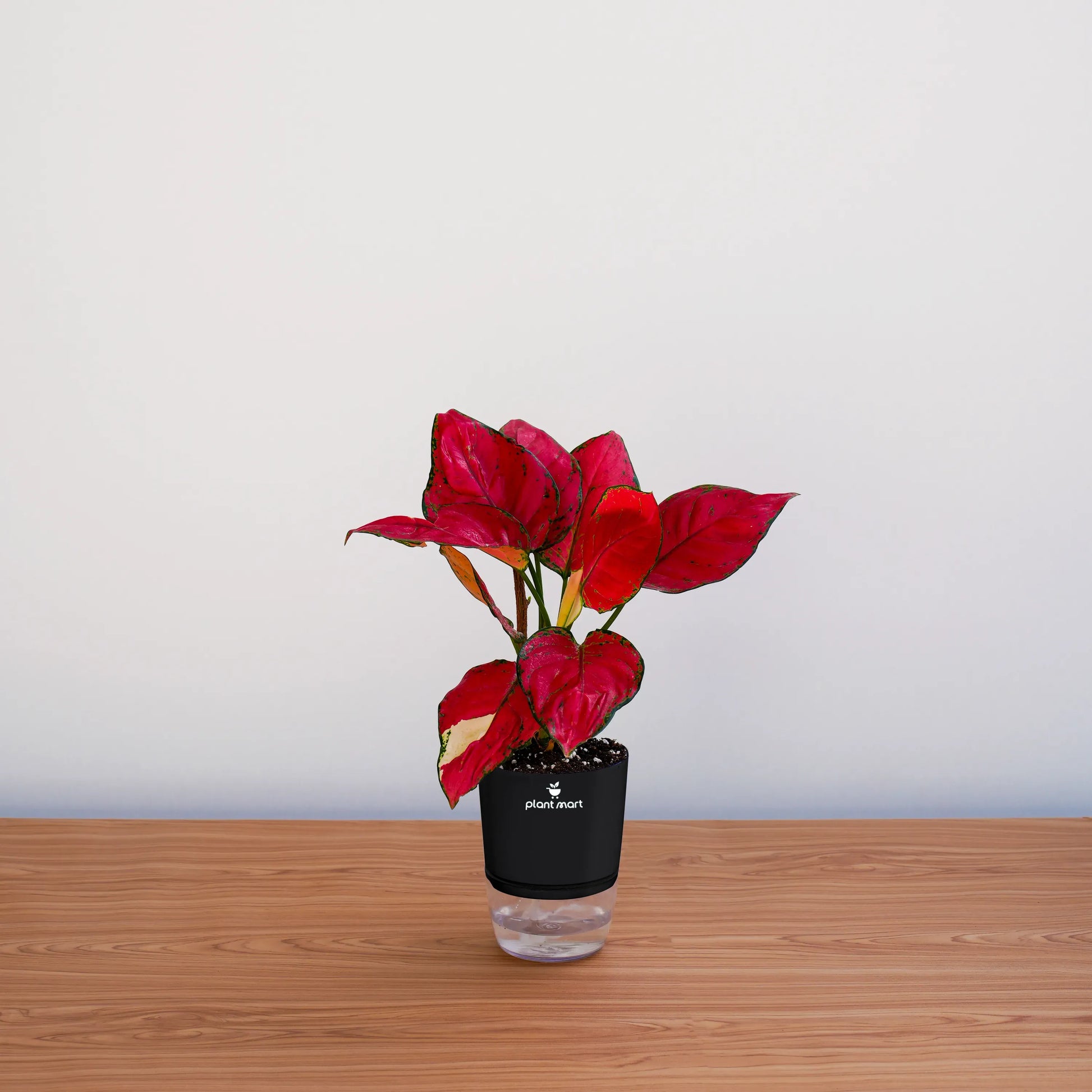 Red potted plant on a wooden surface with a white background