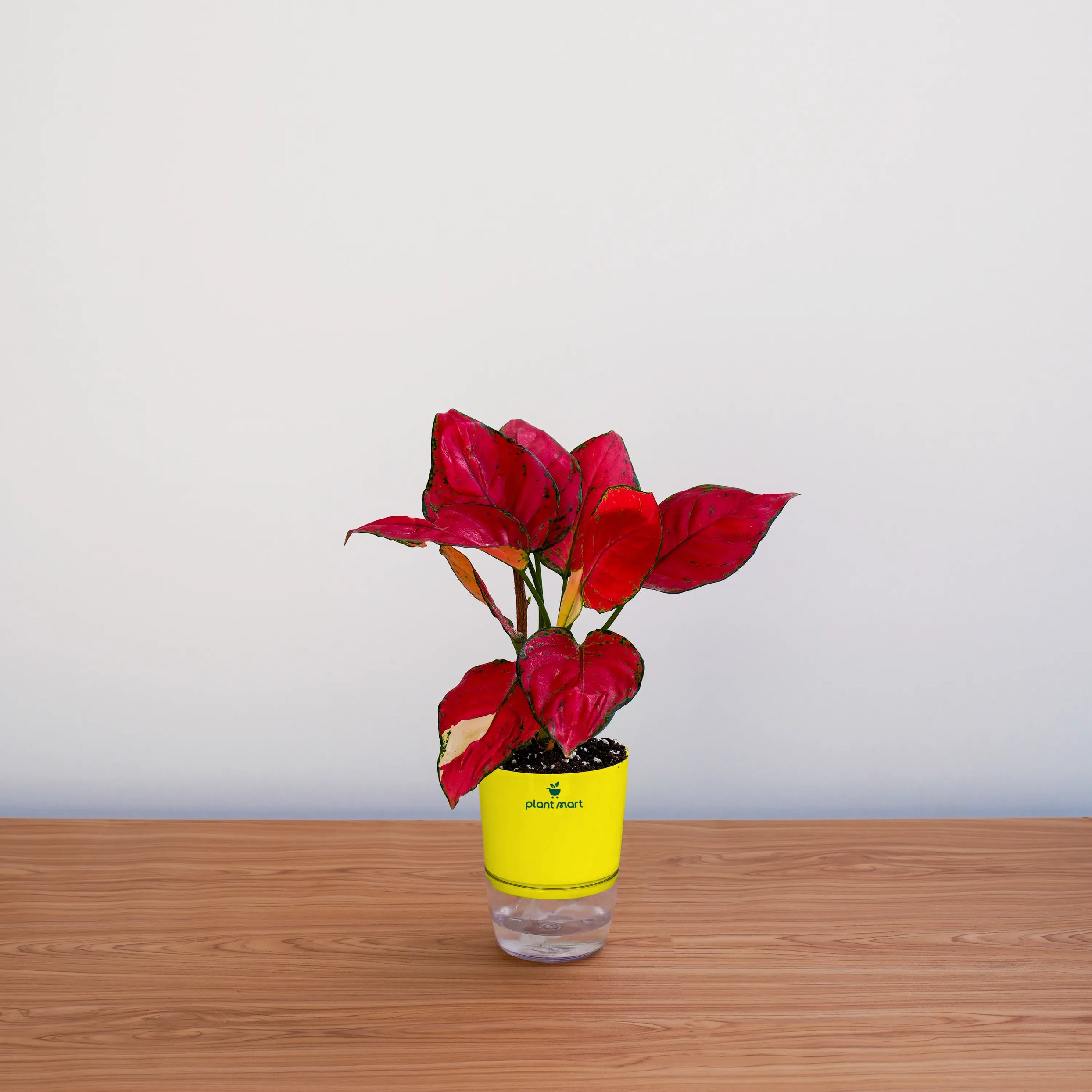 aglaonema red valentine price Aglaonema Lady Valentine – Red Siam Indoor Plant – PlantMart.pk