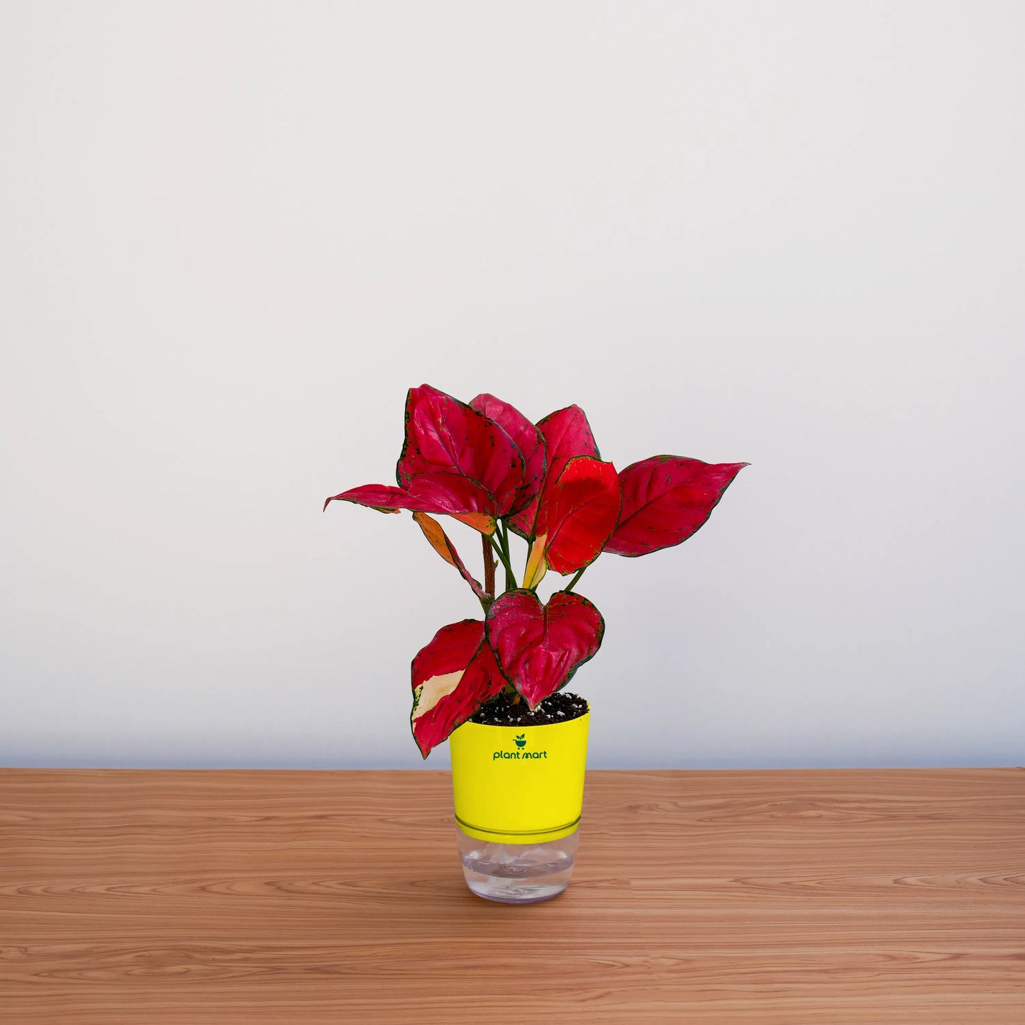Red potted plant in a yellow pot on a wooden surface with a white background