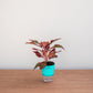 Small potted plant with red leaves in a turquoise pot on a wooden surface.