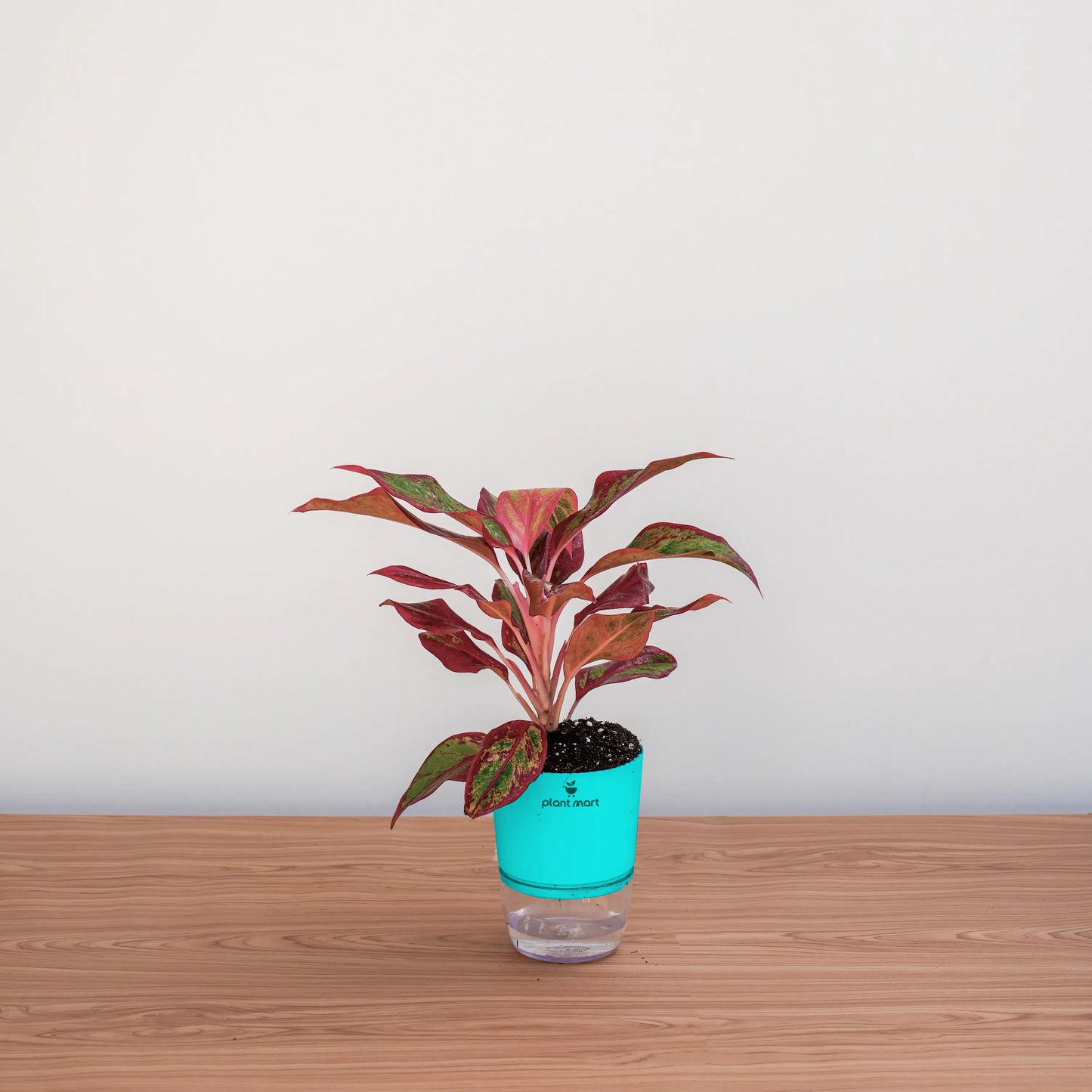 Small potted plant with red leaves in a turquoise pot on a wooden surface.