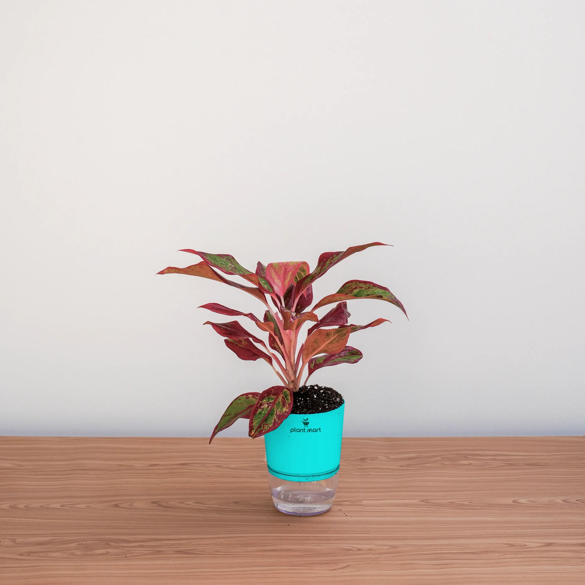 Small potted plant with red leaves in a turquoise pot on a wooden surface.