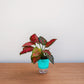 Colorful potted plant with a blue pot on a wooden surface against a light gray background