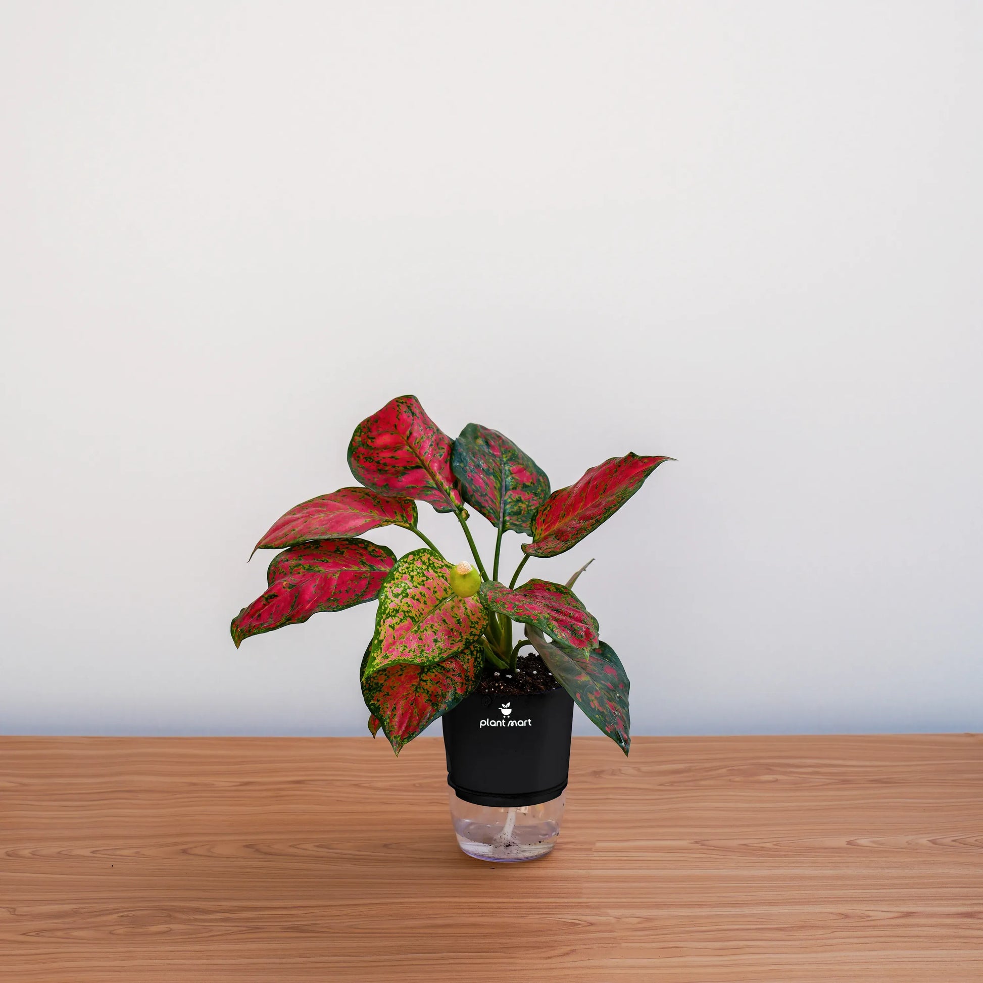 Potted plant with red and green leaves on a wooden surface against a white background