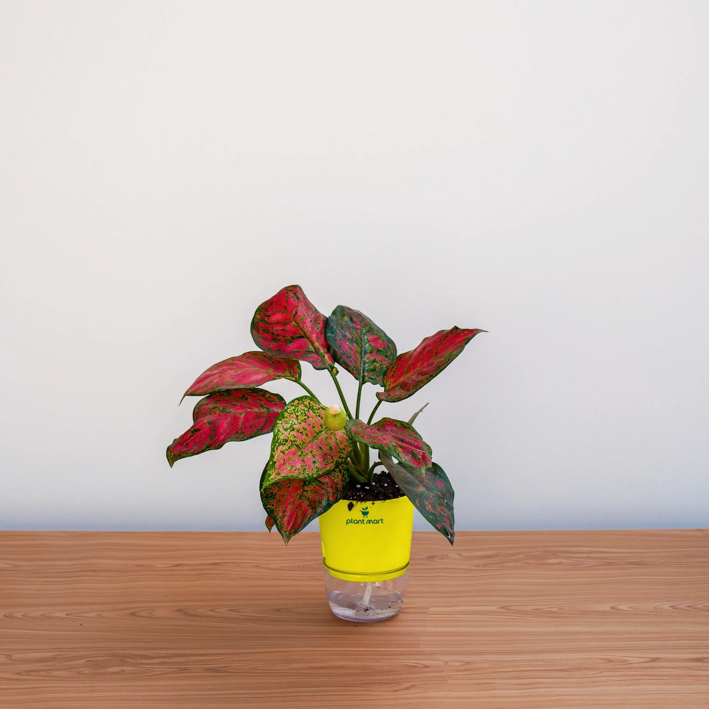 Potted plant with a yellow pot on a wooden surface against a white background