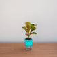 Potted plant with a blue pot on a wooden surface against a light gray background