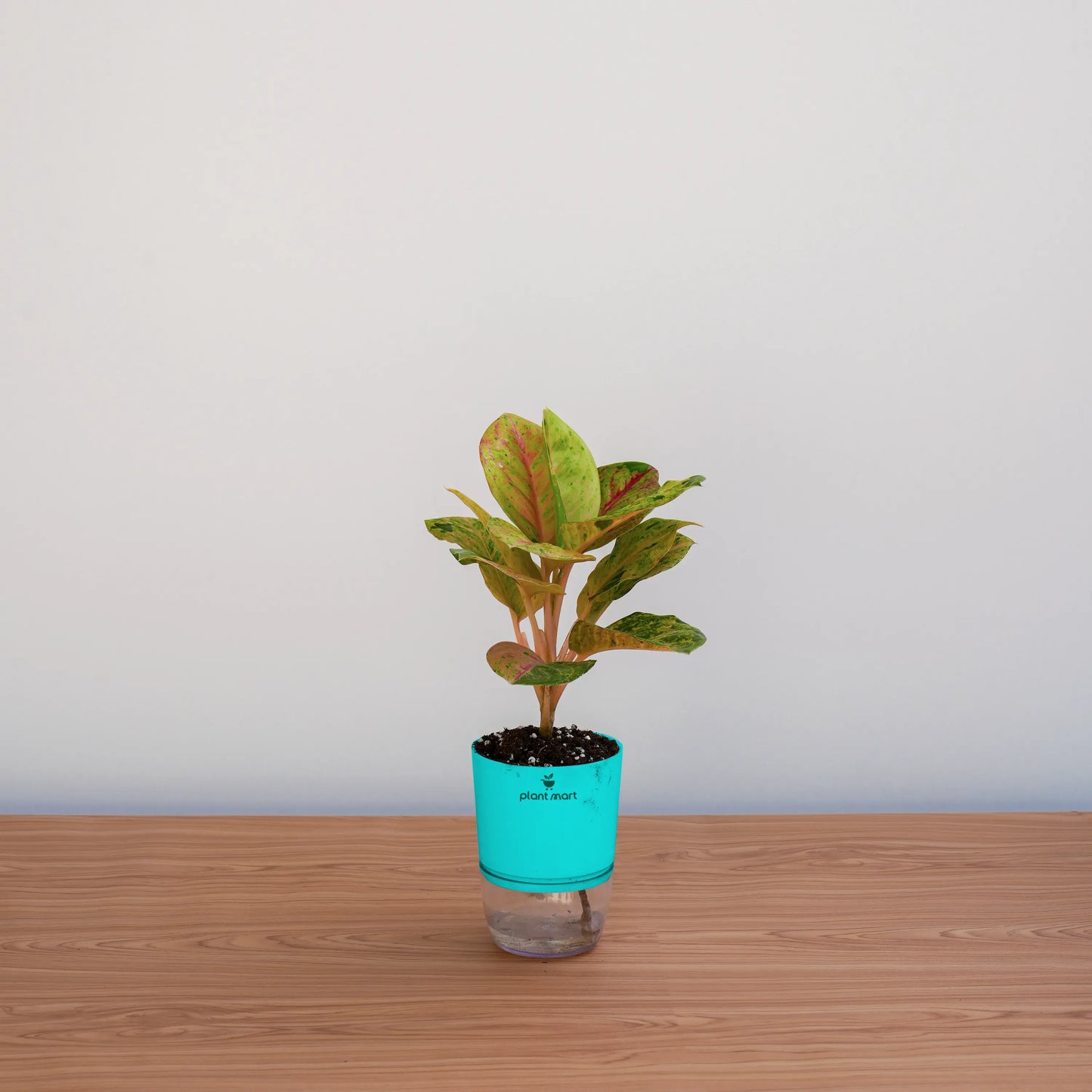 Potted plant with a blue pot on a wooden surface against a light gray background