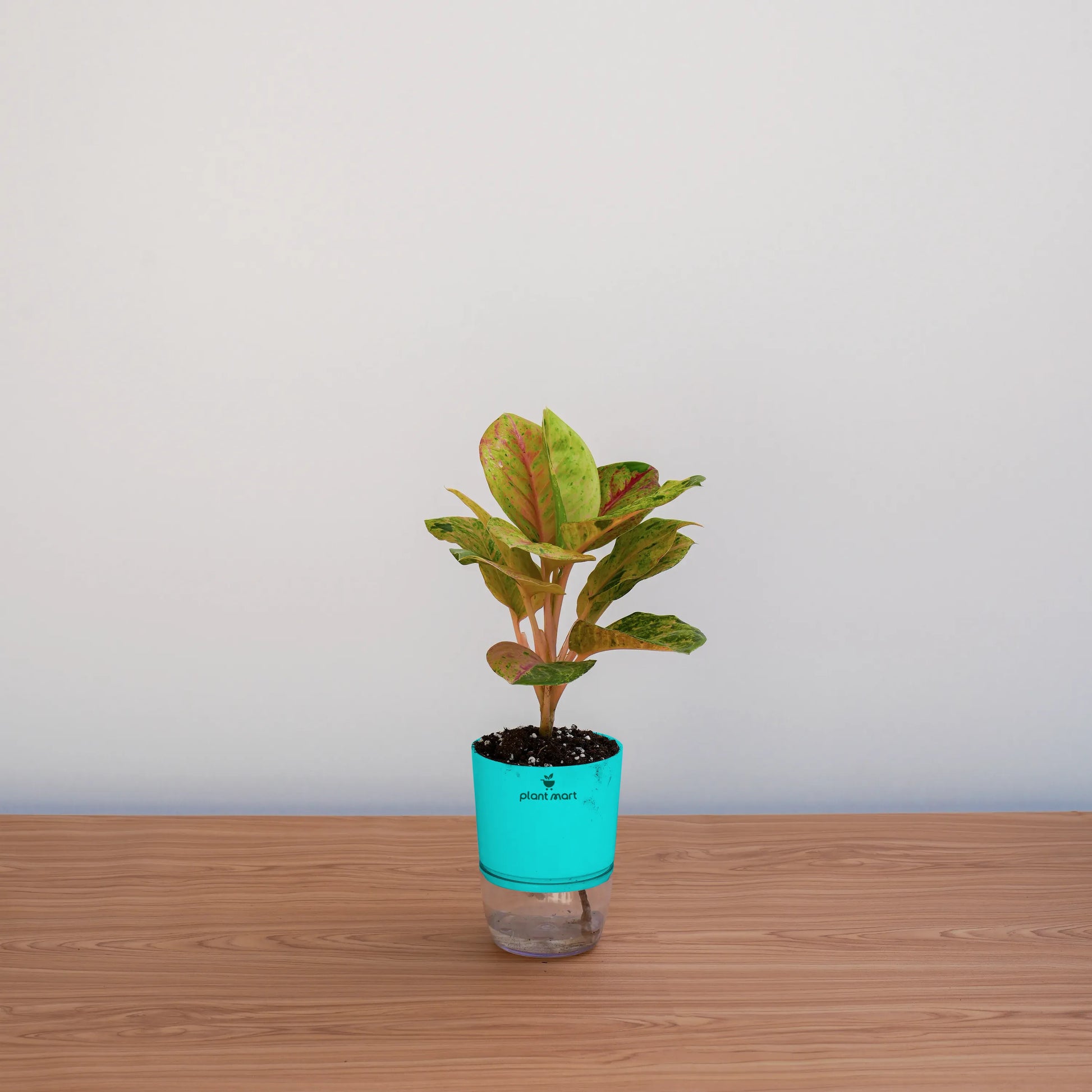 Potted plant with a blue pot on a wooden surface against a light gray background