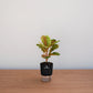 Potted plant on a wooden surface with a plain background