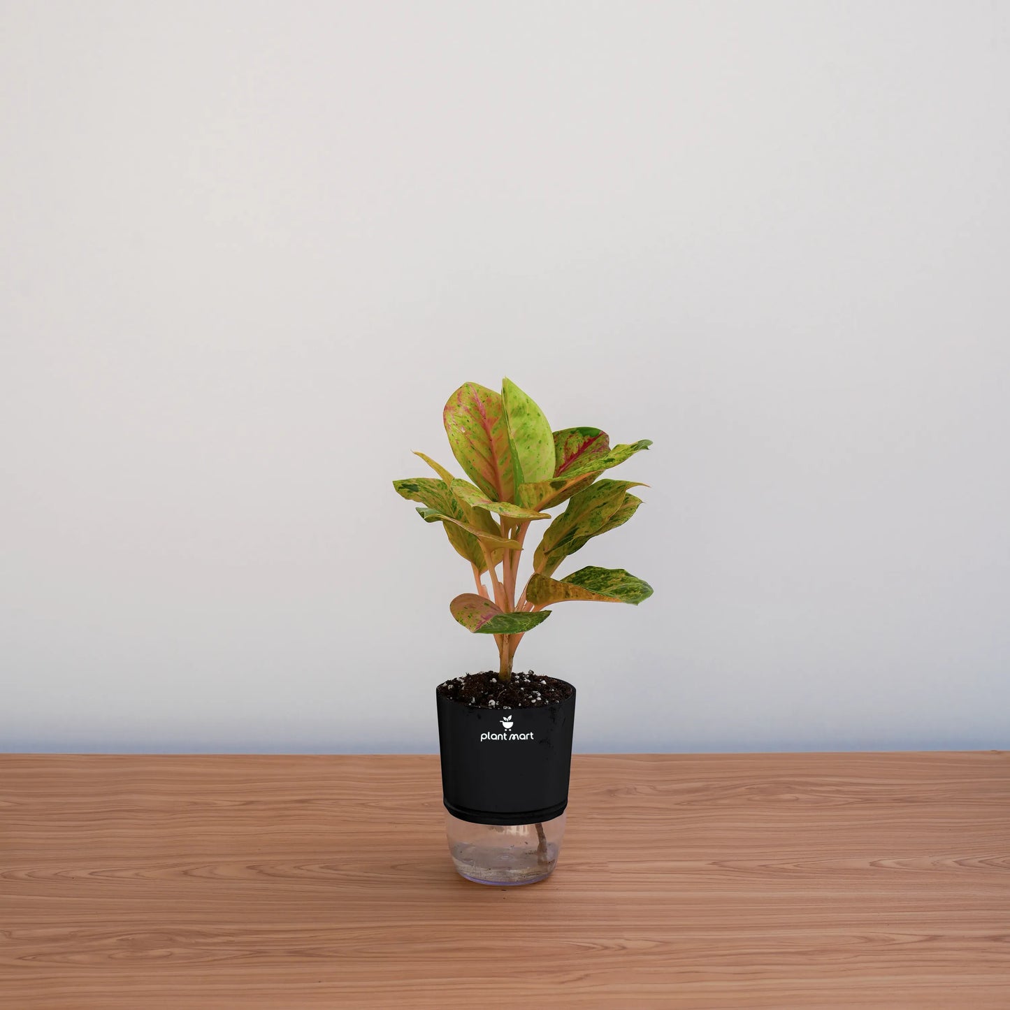 Potted plant on a wooden surface with a plain background
