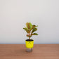 Small potted plant in a yellow pot on a wooden surface with a light gray background