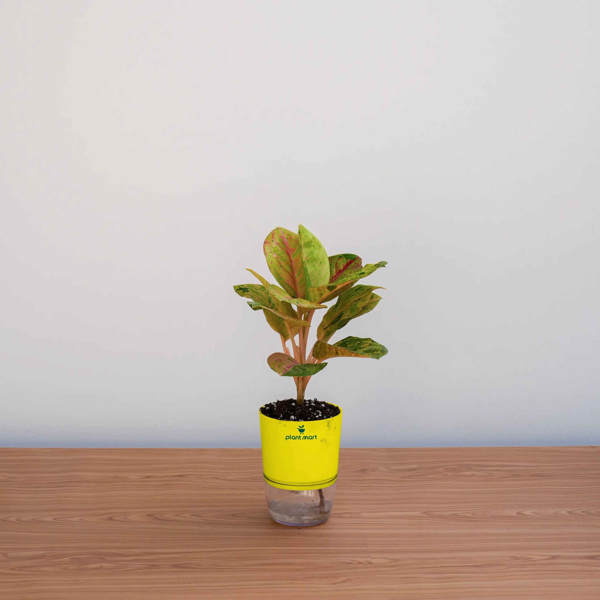 Small potted plant in a yellow pot on a wooden surface with a light gray background